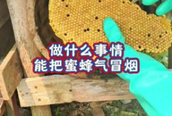 养蜂技术视频,从入门到精通的实用指南