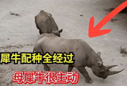 犀牛交配视频,自然界的浪漫瞬间